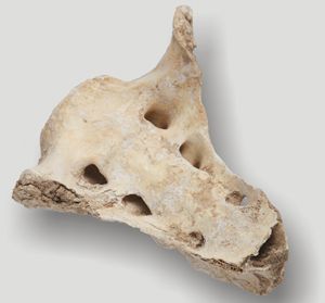 Križna kost stepskega bizona (Bison priscus) iz Javornikov